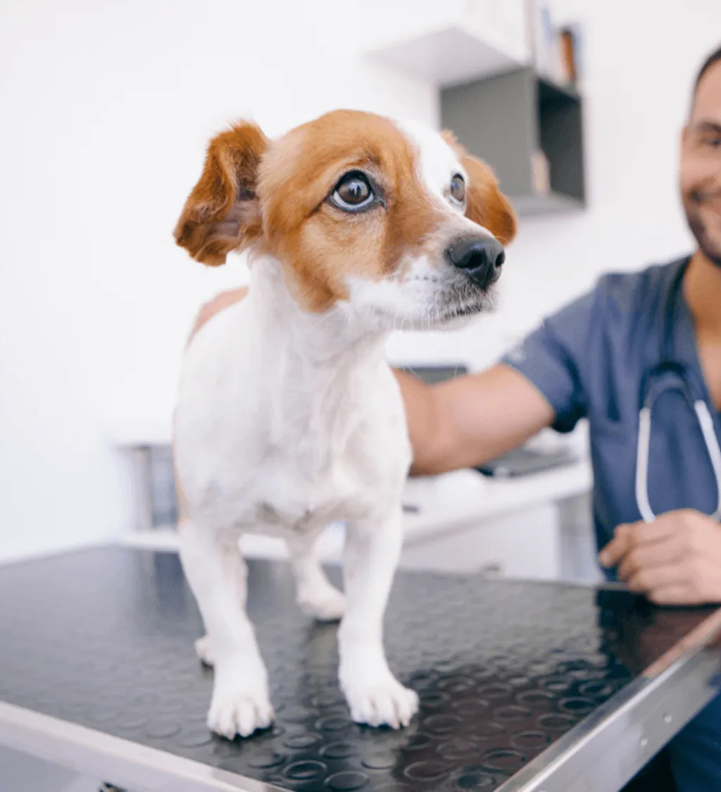 California Veterinary Hospital