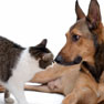 Cat and dog sniffing noses